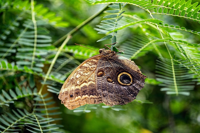 Butterfly-Friendly Plants