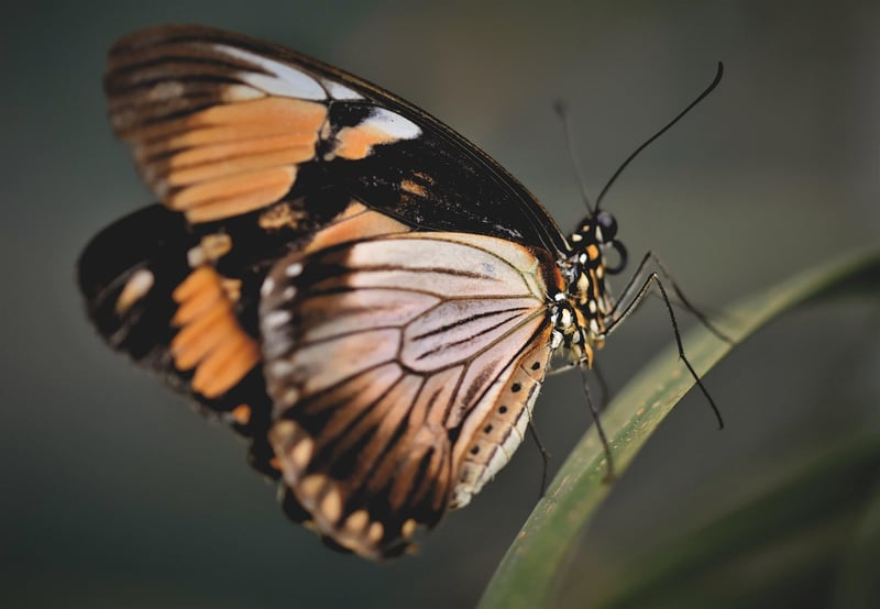 Butterfly on Flower